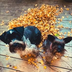 Meet your Posher, Susan